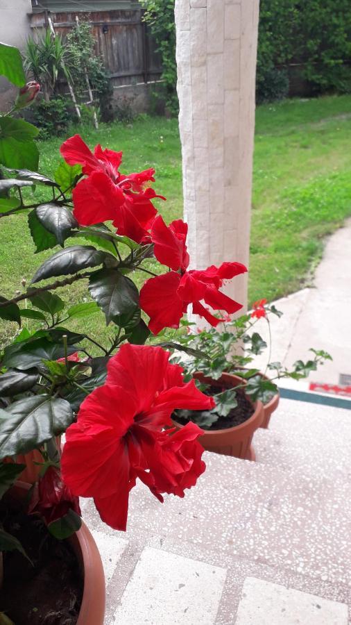 Pensiunea Shalom Sîncraiu Exteriör bild